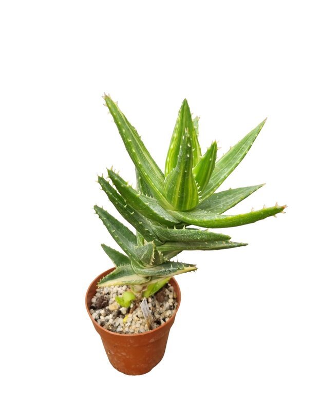 Aloe mitriformis variegated Nr.2