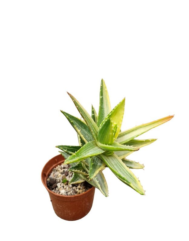Aloe mitriformis variegated Nr.3