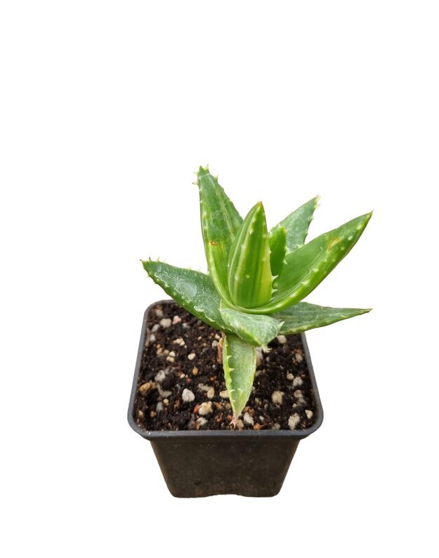 Aloe mitriformis variegated Nr.1