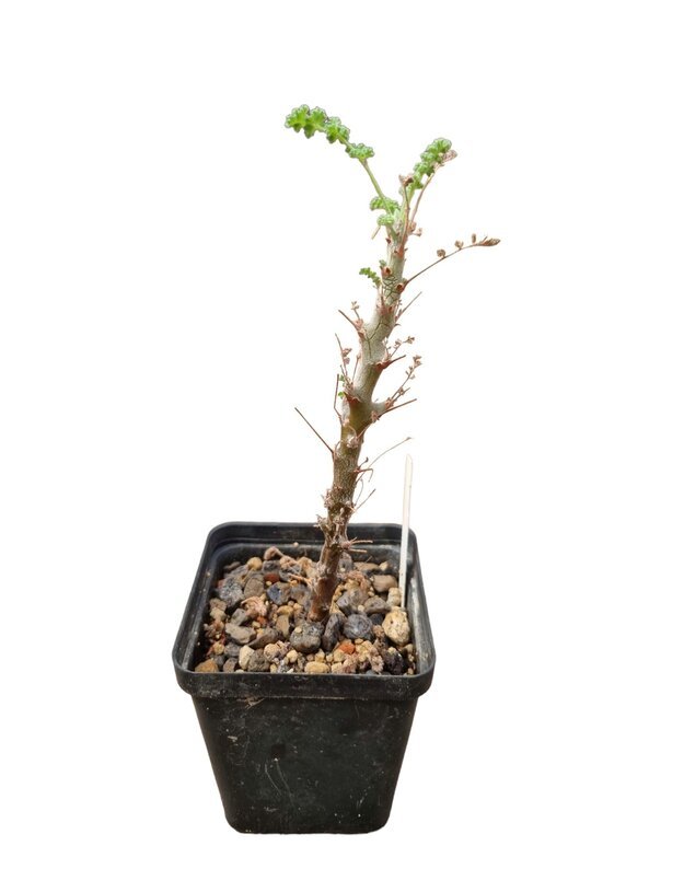 Pelargonium alternans 
