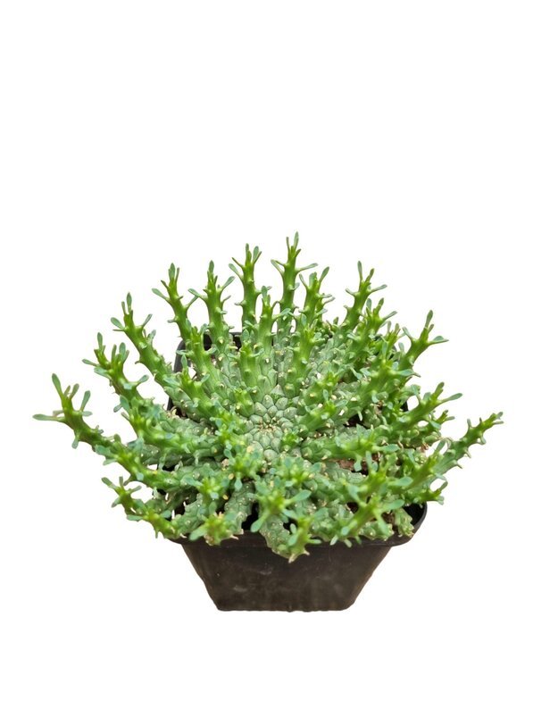 Euphorbia gorgonis