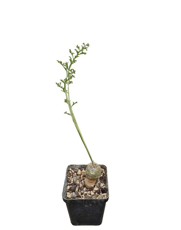 Pelargonium parviflorum 