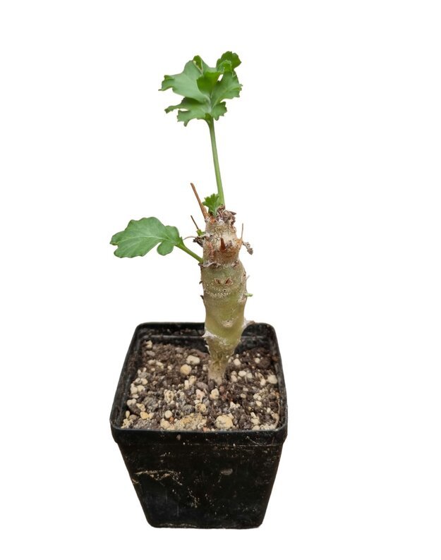 Pelargonium klinghardtense Rosh Pinah