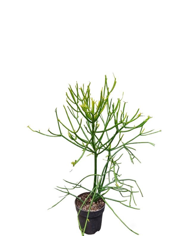 Euphorbia tirucalli rosea